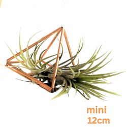 Tilla Pflanzenhalter/mini