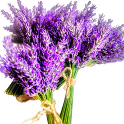Lavendel, getrocknet im Bund | Blanja Shop
