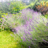 Lavendel, getrocknet im Bund | Blanja Shop