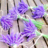Lavendel, getrocknet im Bund | Blanja Shop