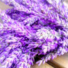 Lavendel, getrocknet im Bund | Blanja Shop