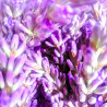 Lavendel, getrocknet im Bund | Blanja Shop