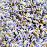 Lavendel, getrocknet im Beutel, 50g | Blanja Shop